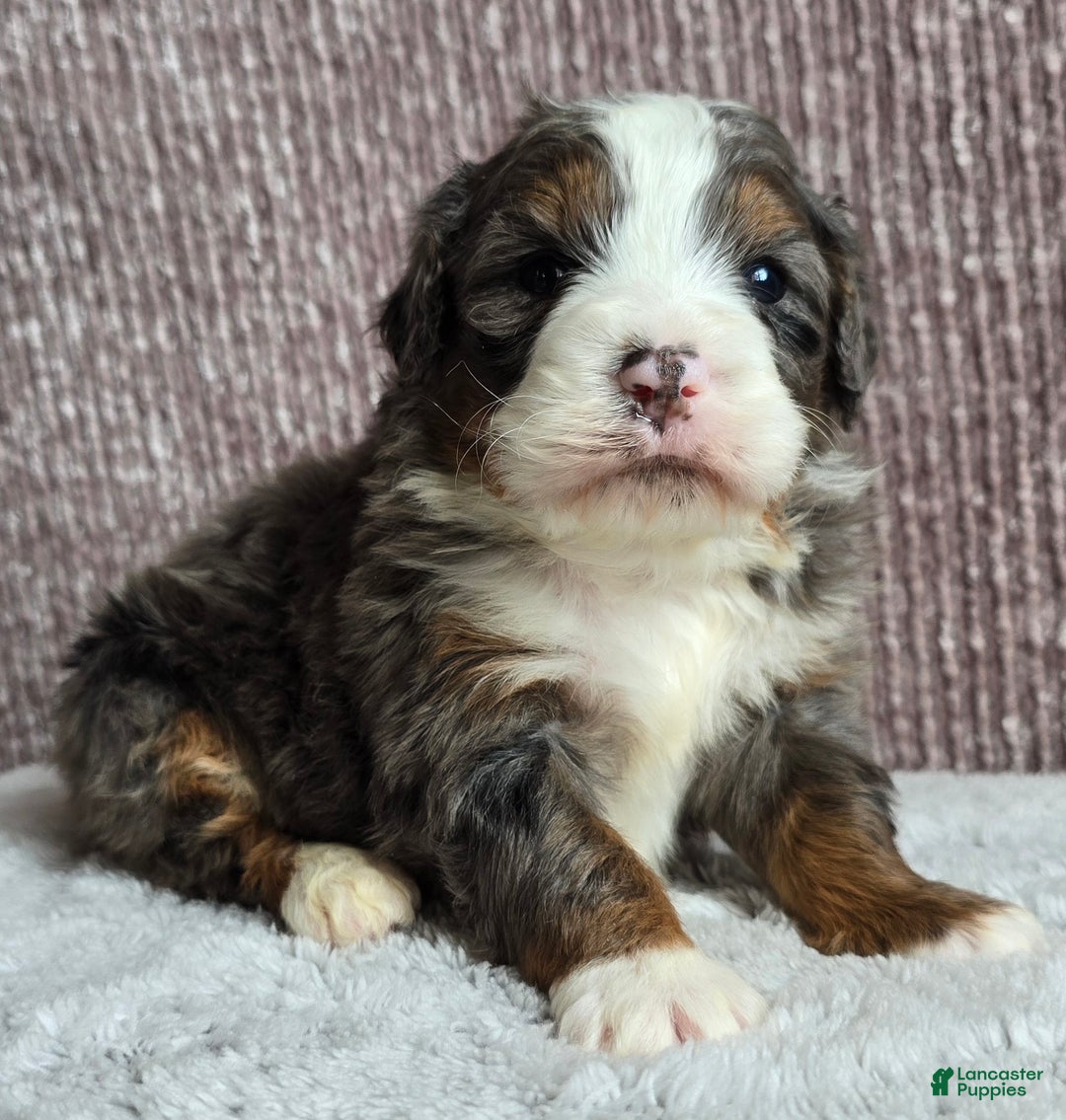 Mini Bernedoodle dogs for sale: Mini Ollie - Ad 3