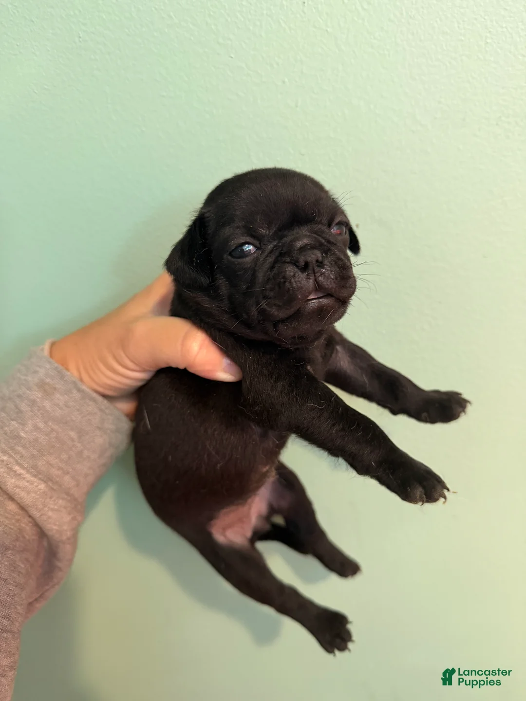 Pug dogs for sale: Pug 6 - Ad 1