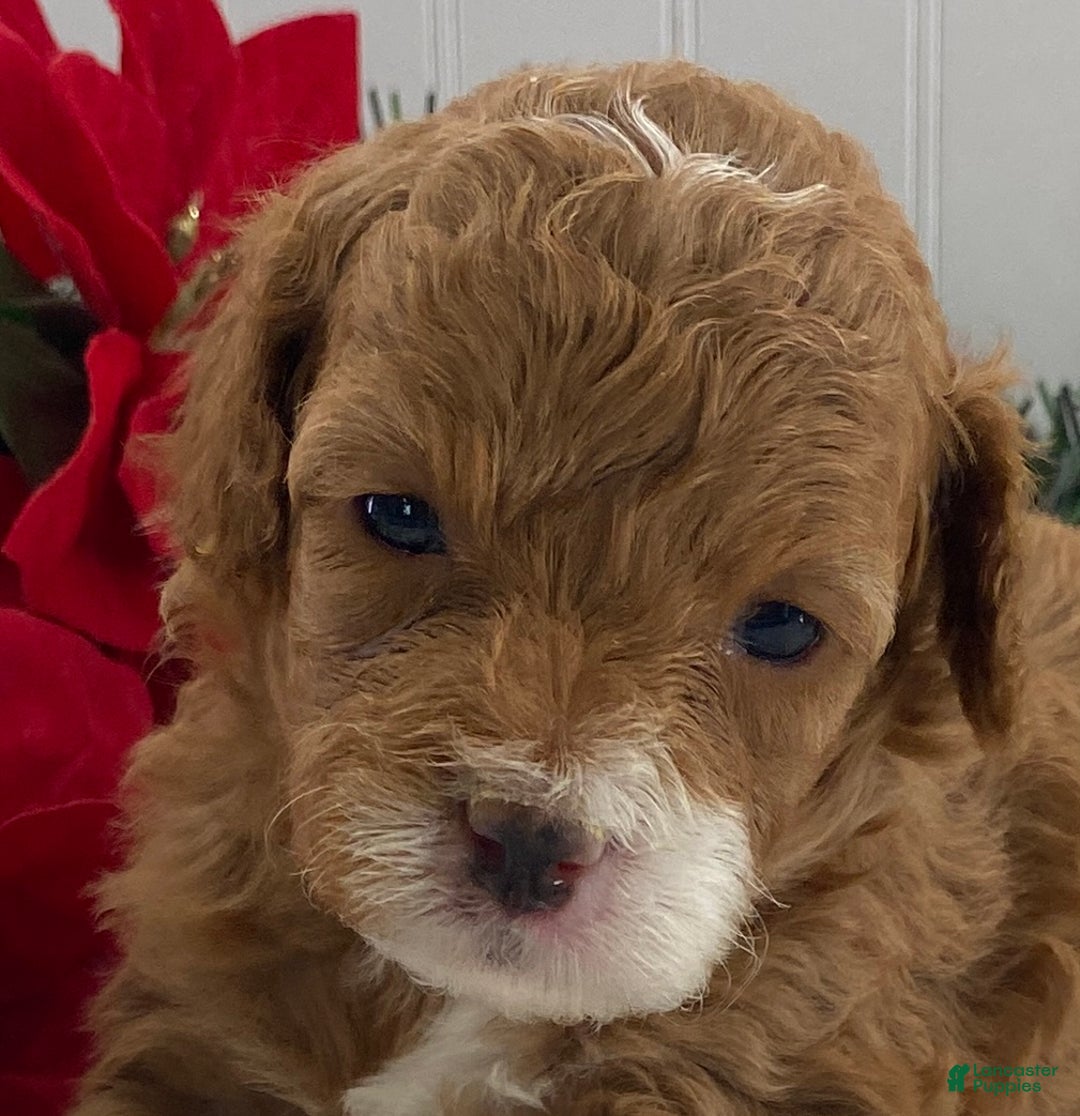 Cavapoo dogs for sale: Sugar - Ad 4