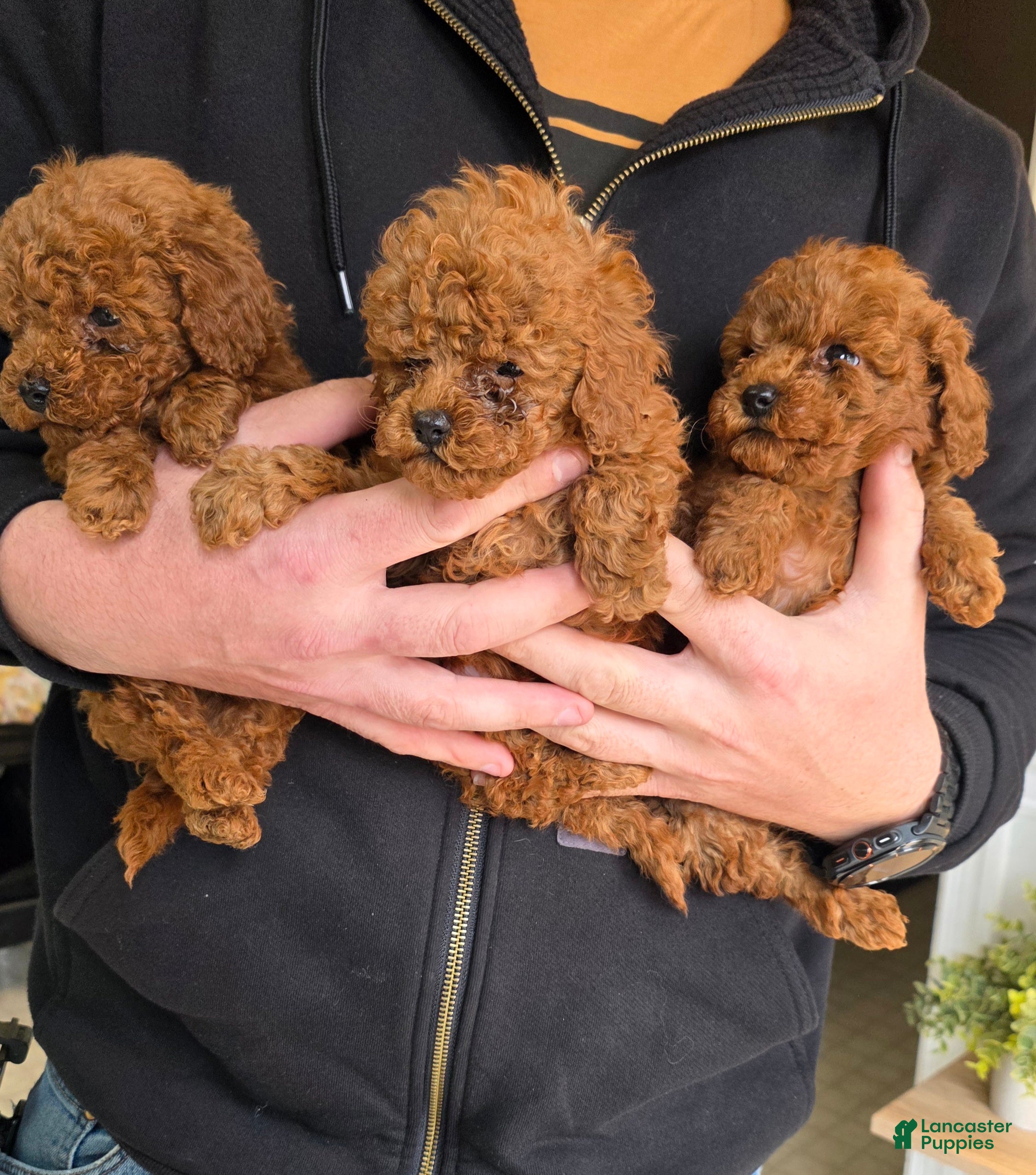 Toy Poodle dogs Toy Poodle Puppy 1 - Ad 2