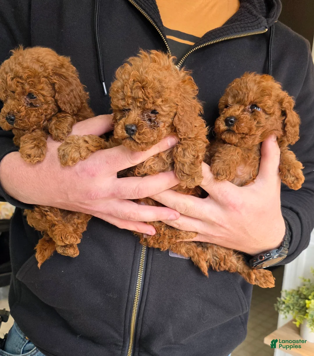 Toy Poodle dogs for sale: Toy Poodle Puppy 1 - Ad 2