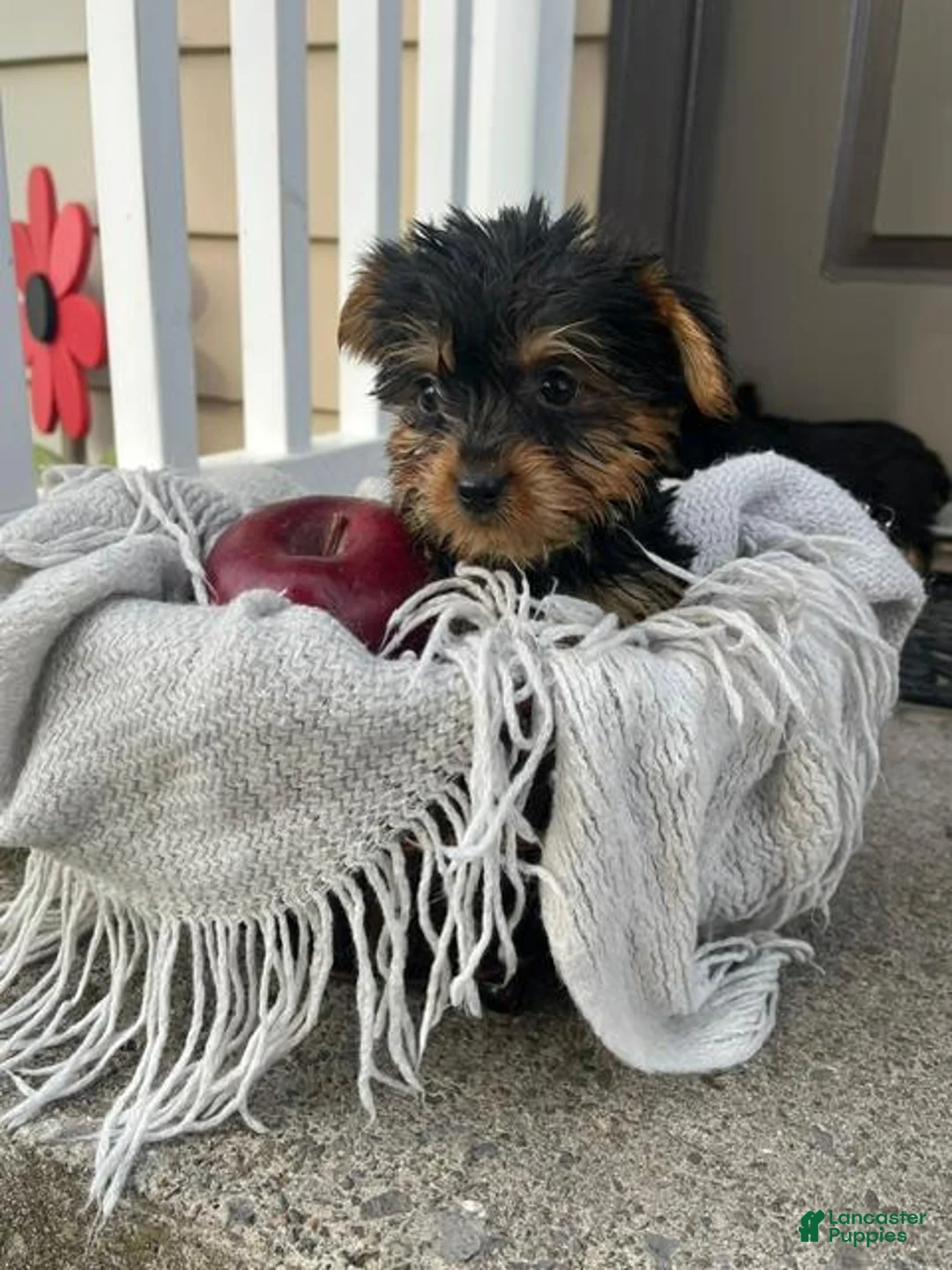 Yorkshire Terrier dogs for sale: Mikey - Ad 3