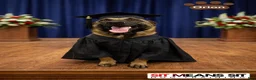 Belgian Malinois dogs for sale: Orion - Ad 7