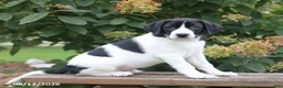 Mixed Breed dogs for sale: Susie - Ad 1