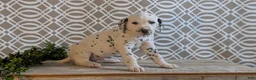 Dalmatian dogs for sale: Jasper - Ad 6