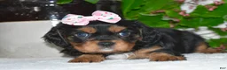 Cavalier King Charles Spaniel dogs for sale: Cavalier King Charles Spaniel 3 - Ad 4