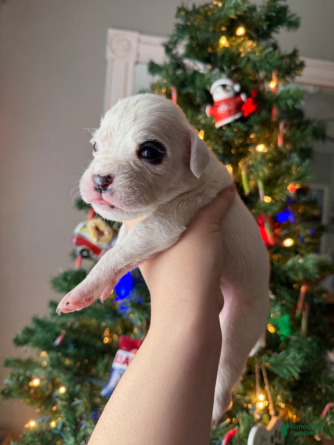 Boxer dogs for sale: Noel  - Ad 18