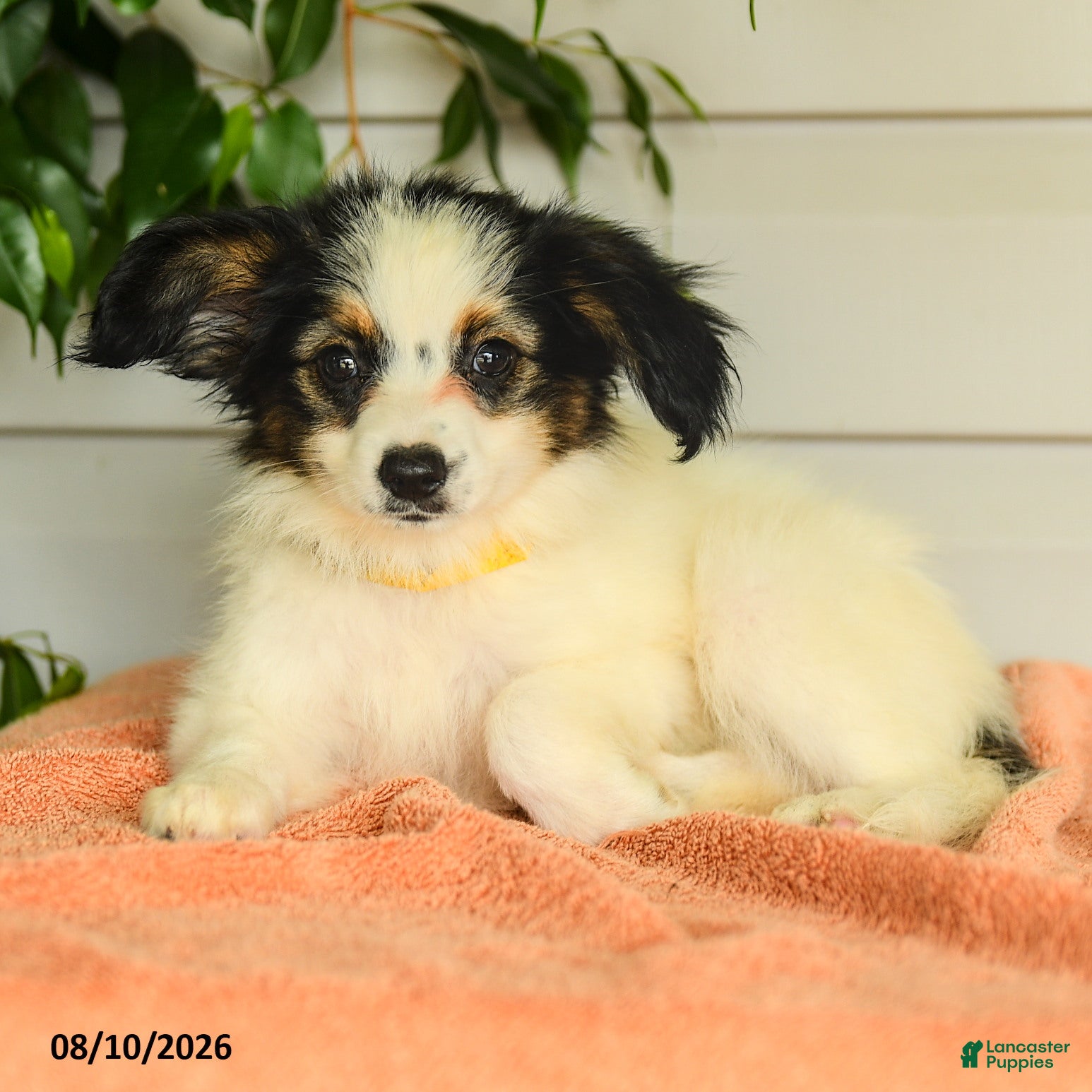 Papillon dogs Rascal - Ad 2