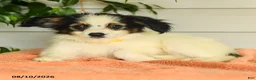 Papillon dogs for sale: Rascal - Ad 2