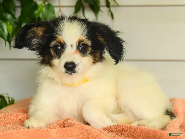 Papillon dogs for sale: Rascal - Ad 2