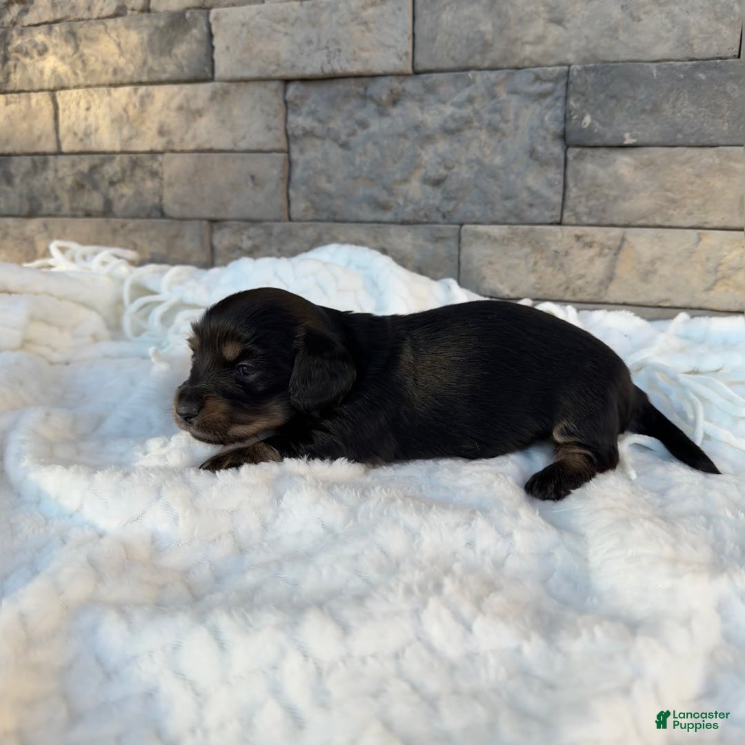 Miniature Dachshund dogs for sale: Bella - Ad 3