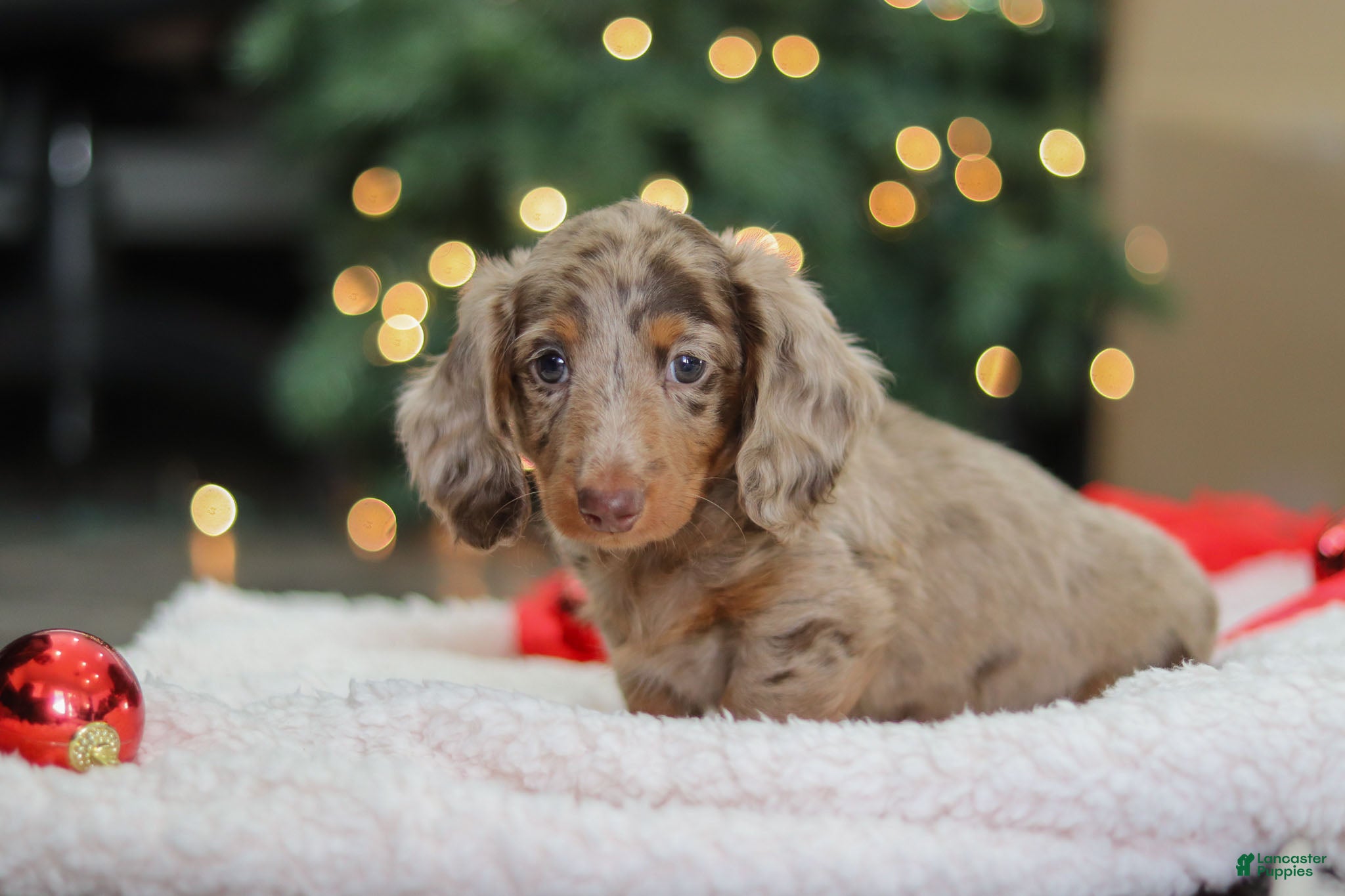Miniature Dachshund dogs Buddy - Ad 22