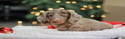 Miniature Dachshund dogs for sale: Buddy - Ad 1