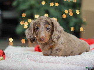 Miniature Dachshund dogs Buddy - Ad 42