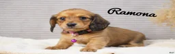 Dachshund dogs for sale: Ramona - Ad 2