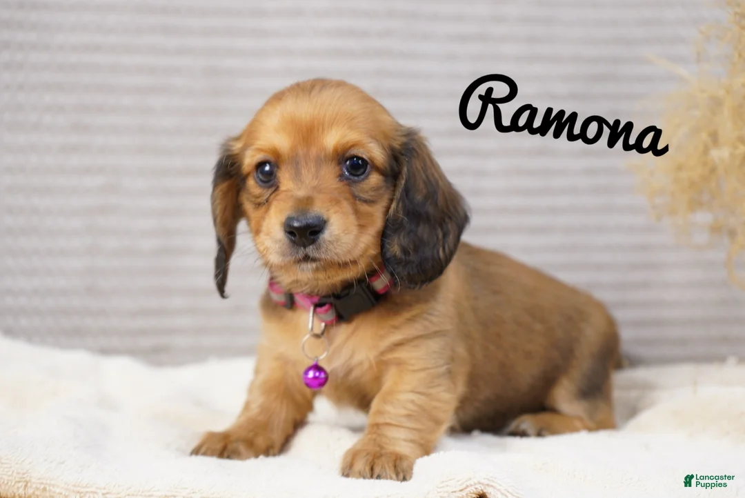 Dachshund dogs for sale: Ramona - Ad 2