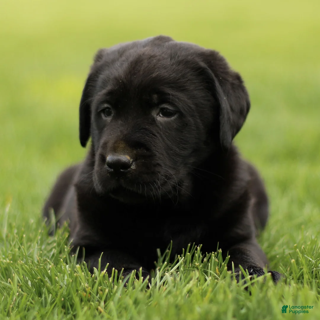 Labrador Retriever dogs for sale: Hamlin  - Ad 2