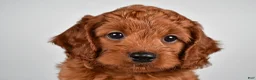 Cavapoo dogs for sale: Earl - Ad 6