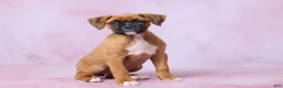 Boxer dogs for sale: Macy - Ad 3