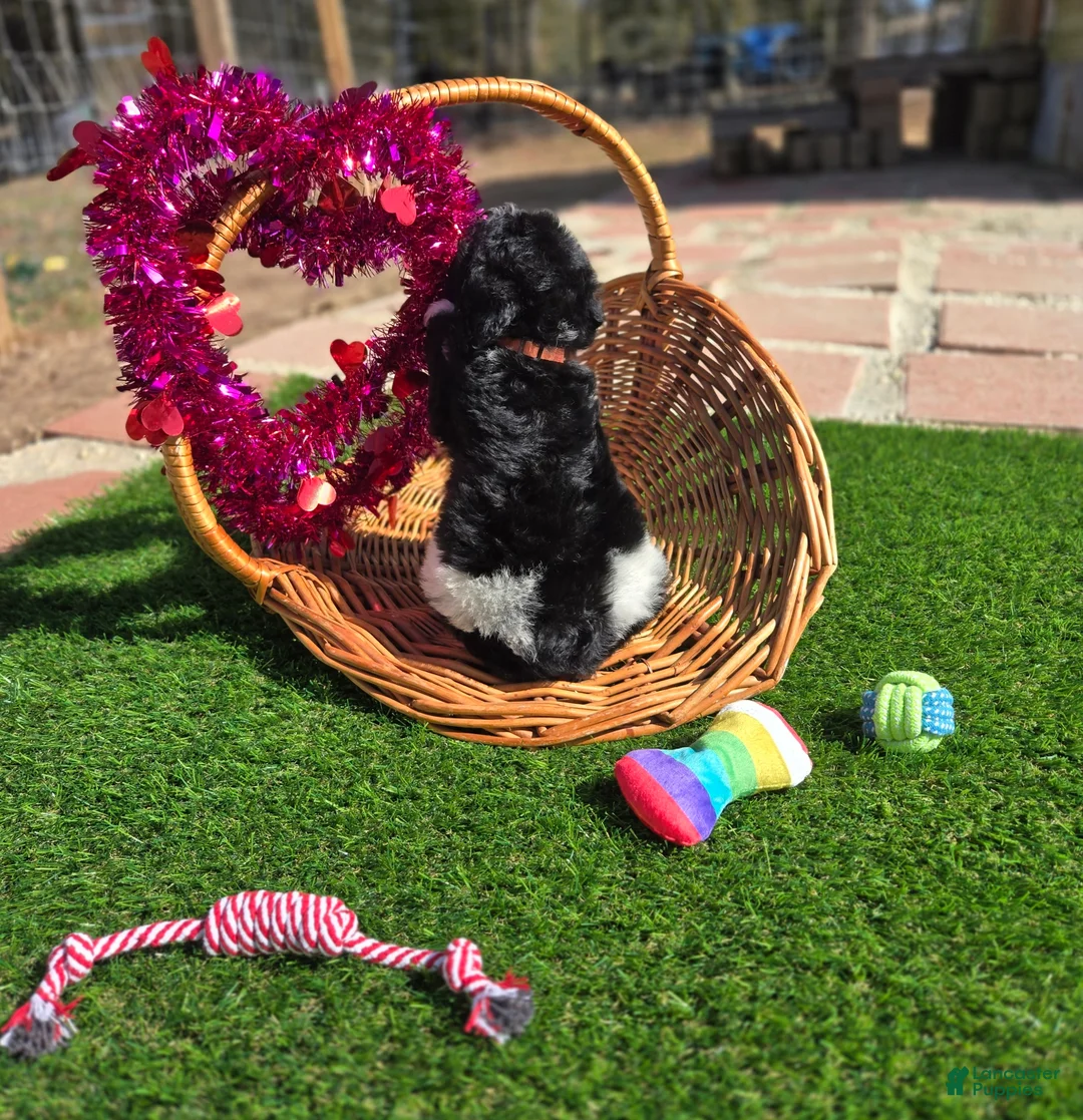 Goldendoodle dogs for sale: Oakley  - Ad 2