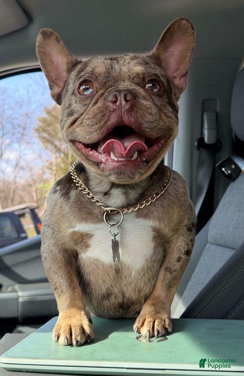 French Bulldog dogs Hammer - Ad 18