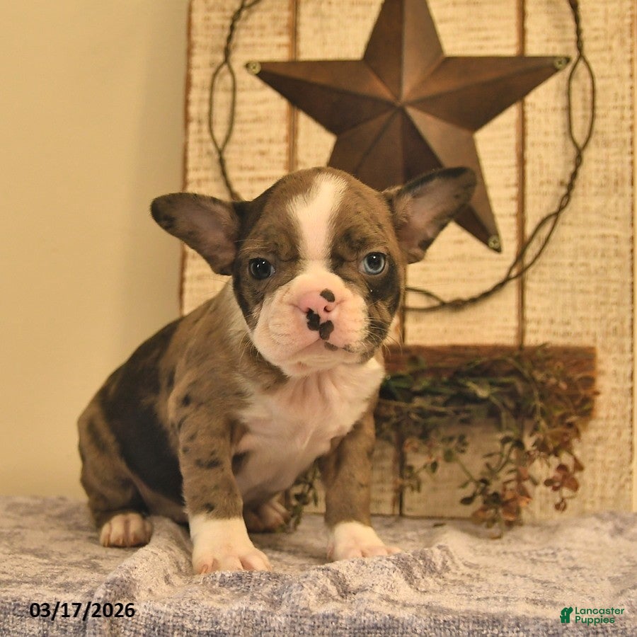 Boston Terrier dogs Daisy  - Ad 1