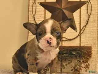 Boston Terrier dogs for sale: Daisy - Ad 2