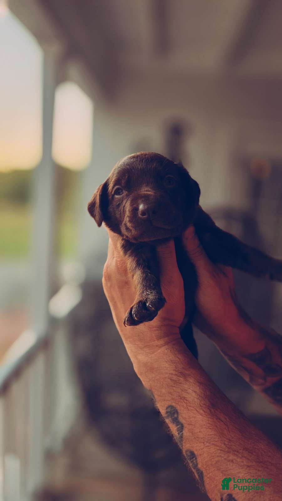 Labrador Retriever dogs for sale: Labrador Retriever 7 - Ad 2
