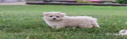 Maltipoo dogs for sale: Nora - Ad 12