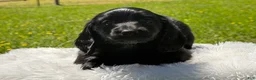 Miniature Dachshund dogs for sale: Minks  - Ad 9