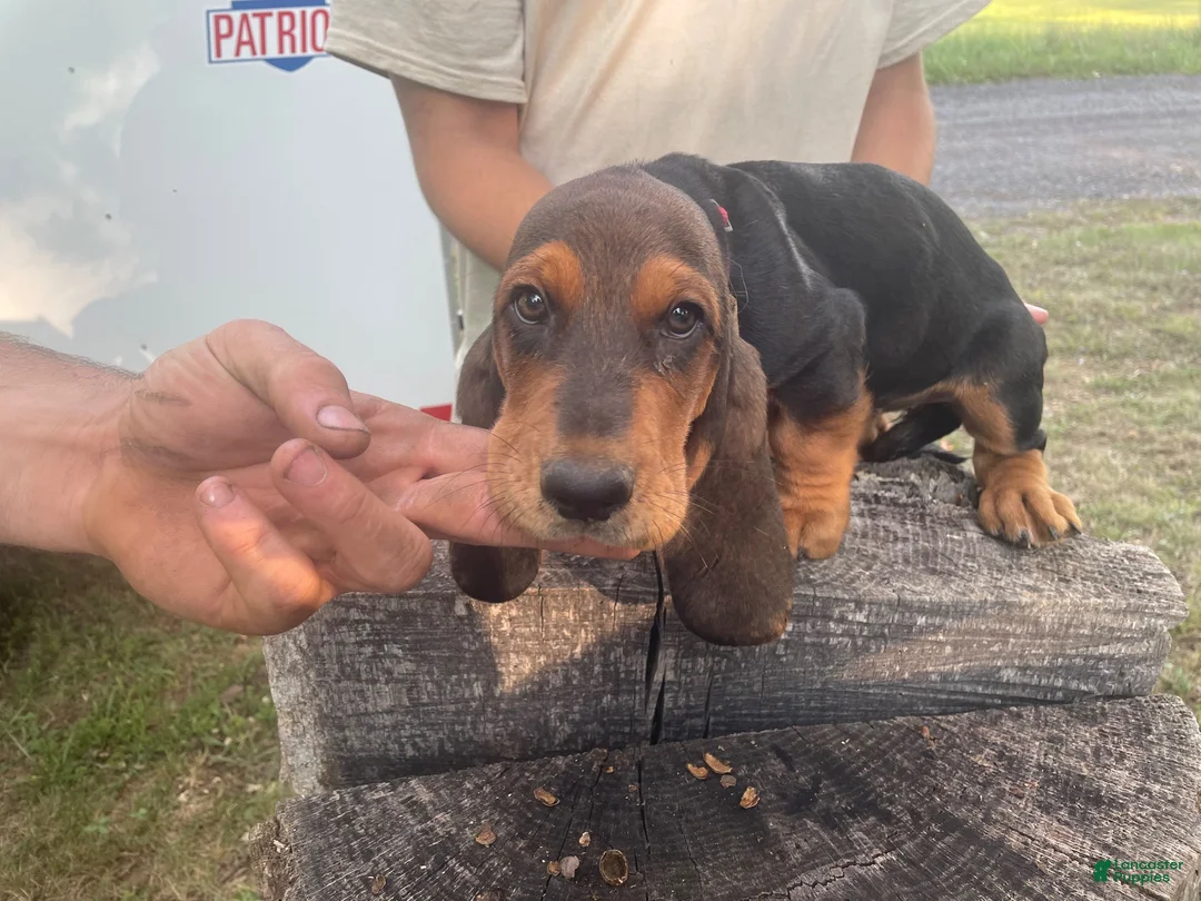 Basset Hound dogs for sale: Beulah (black collar) - Ad 2