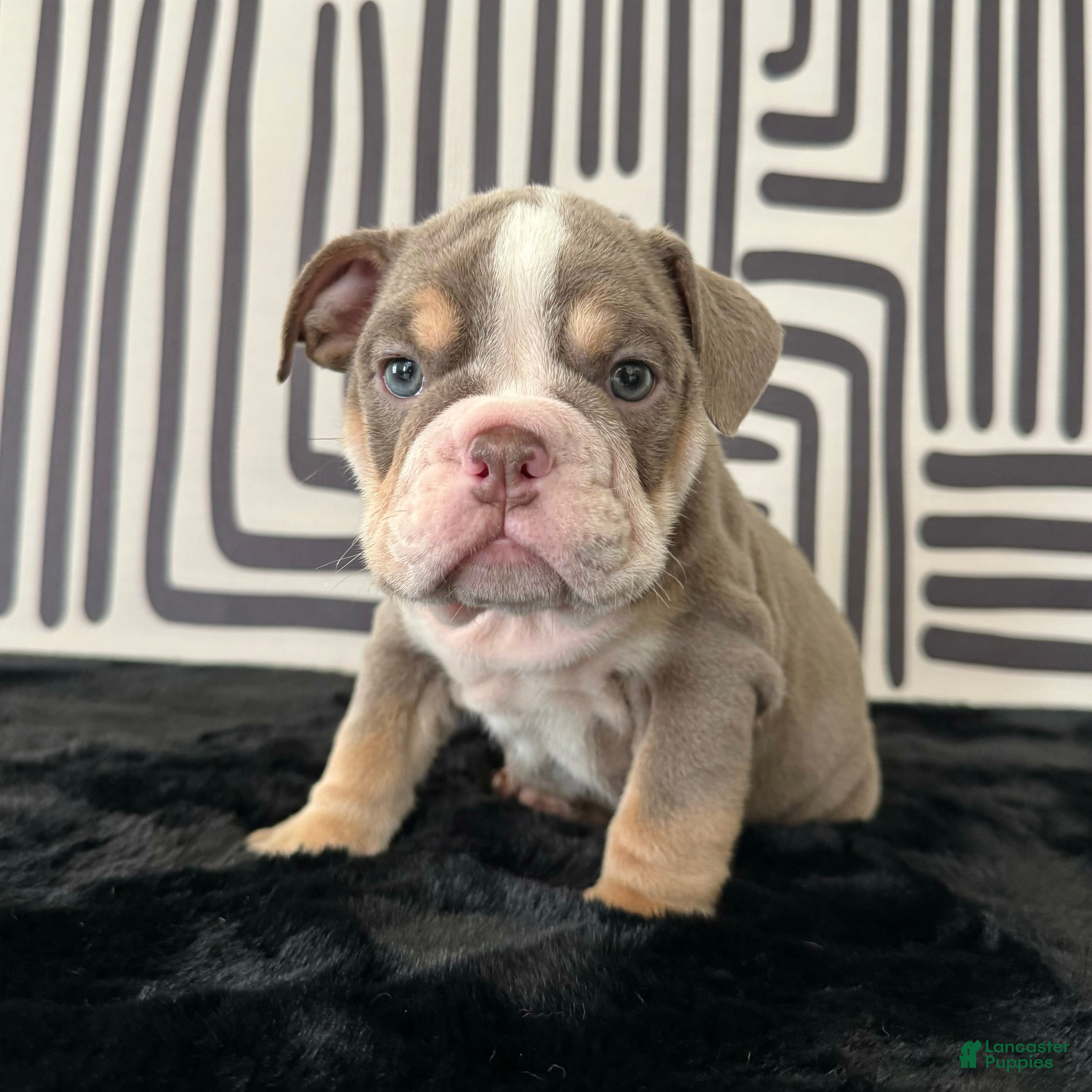 English Bulldog dogs Becka  - Ad 1