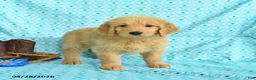 Goldendoodle dogs for sale: Marcy - Ad 5