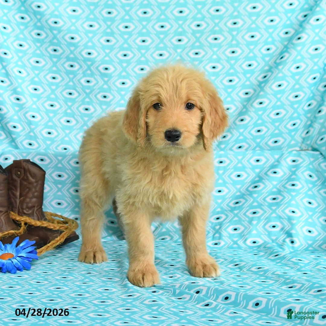 Goldendoodle dogs for sale: Marcy - Ad 5