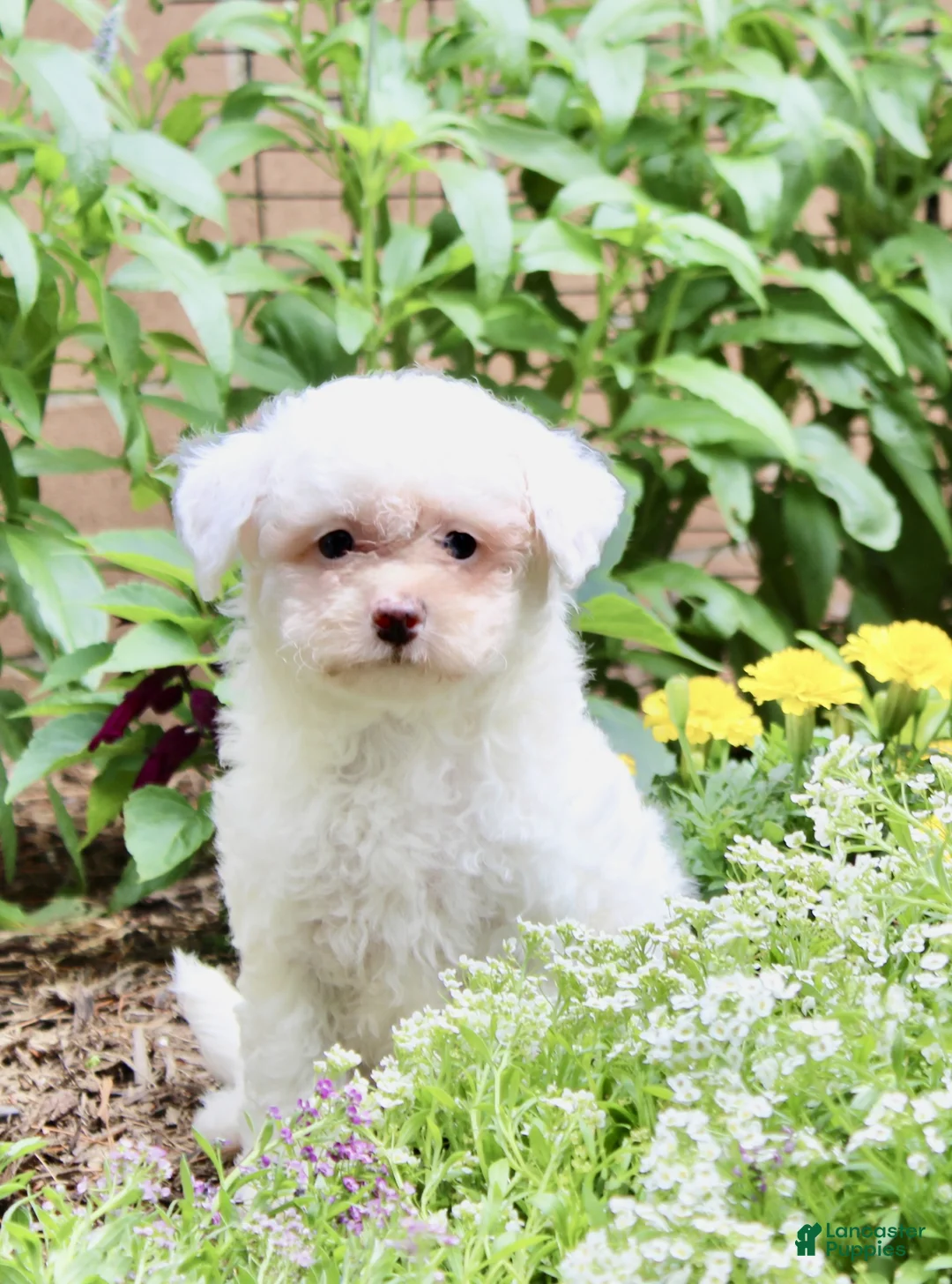 Bichpoo dogs for sale: Logan - Ad 2