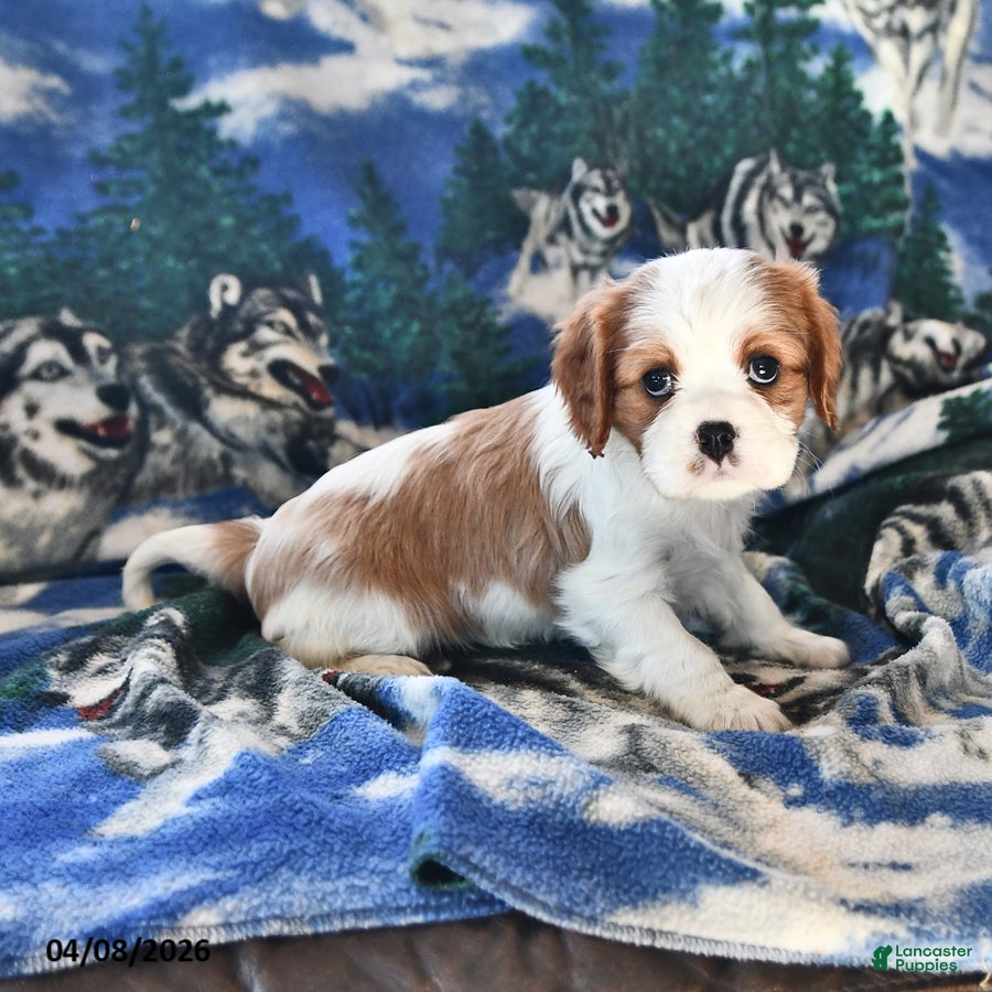 Cavalier King Charles Spaniel dogs Grace - Ad 2