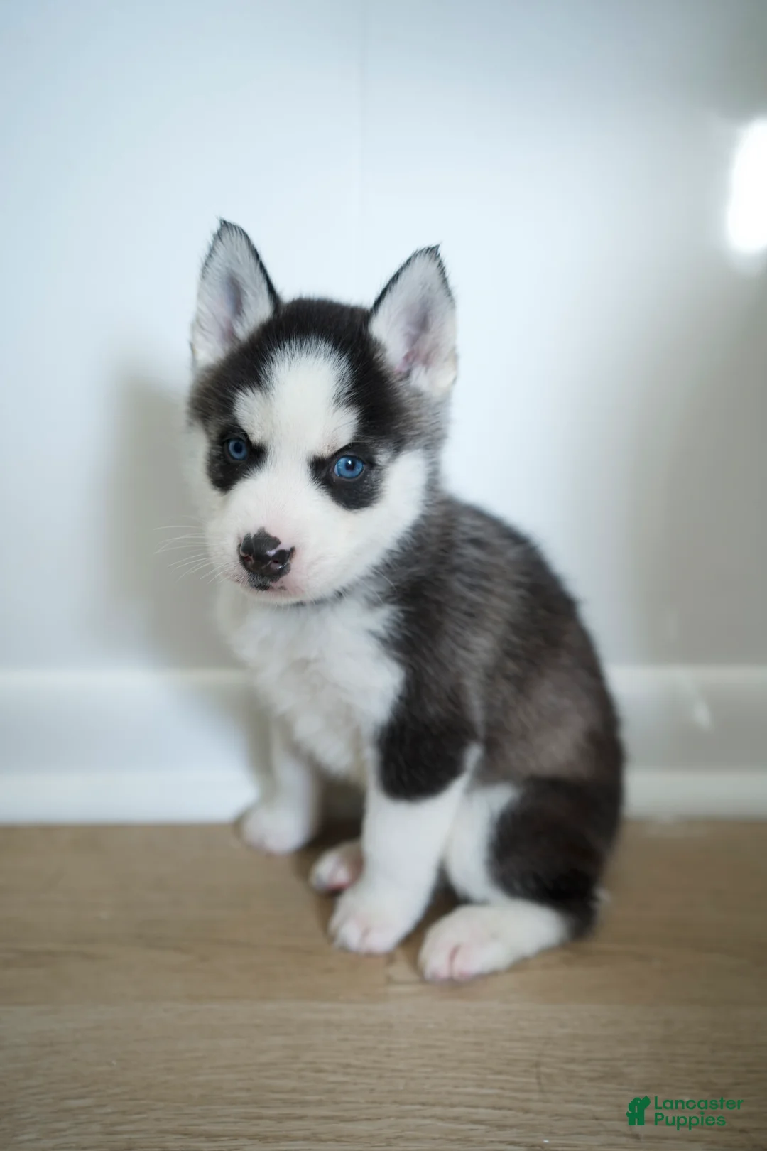 Mixed Breed dogs for sale: ZUKE - Ad 2