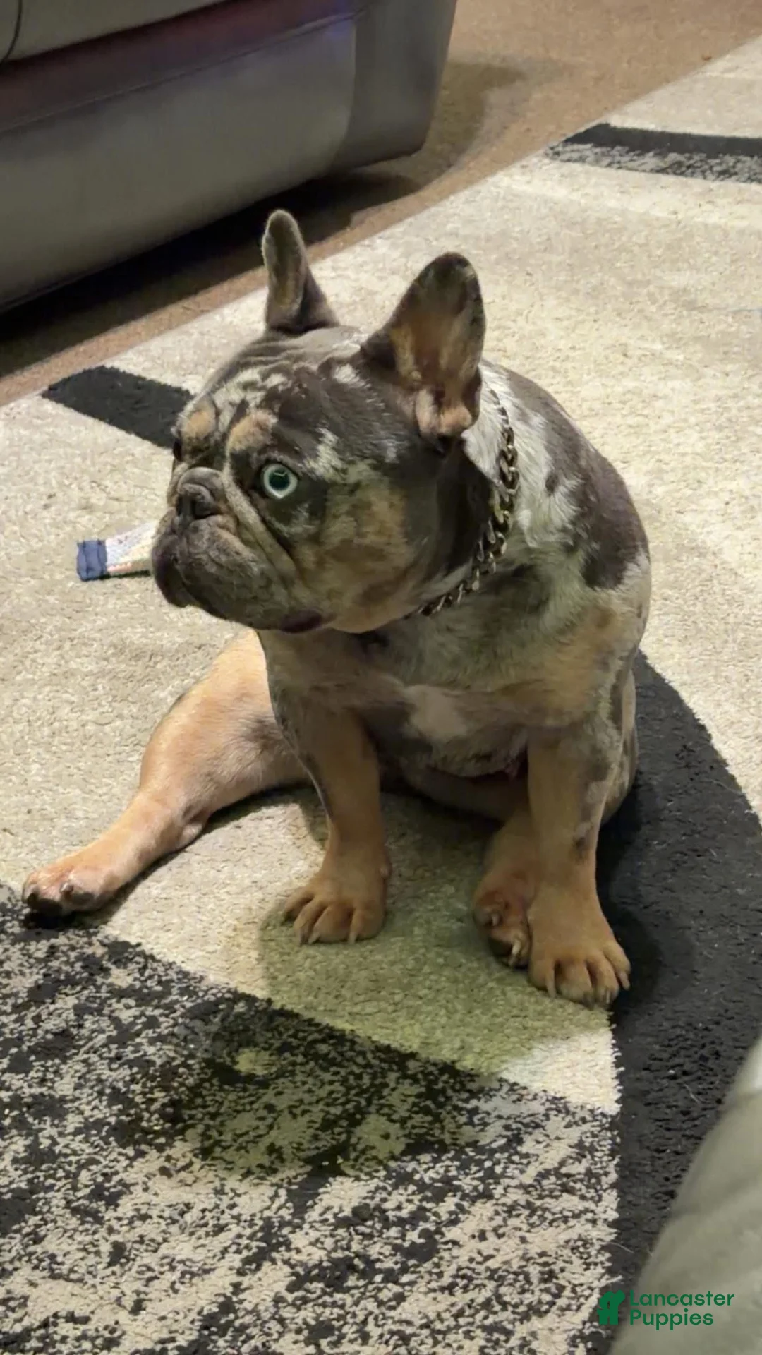 French Bulldog dogs for sale: Fluffy Louie - Ad 5