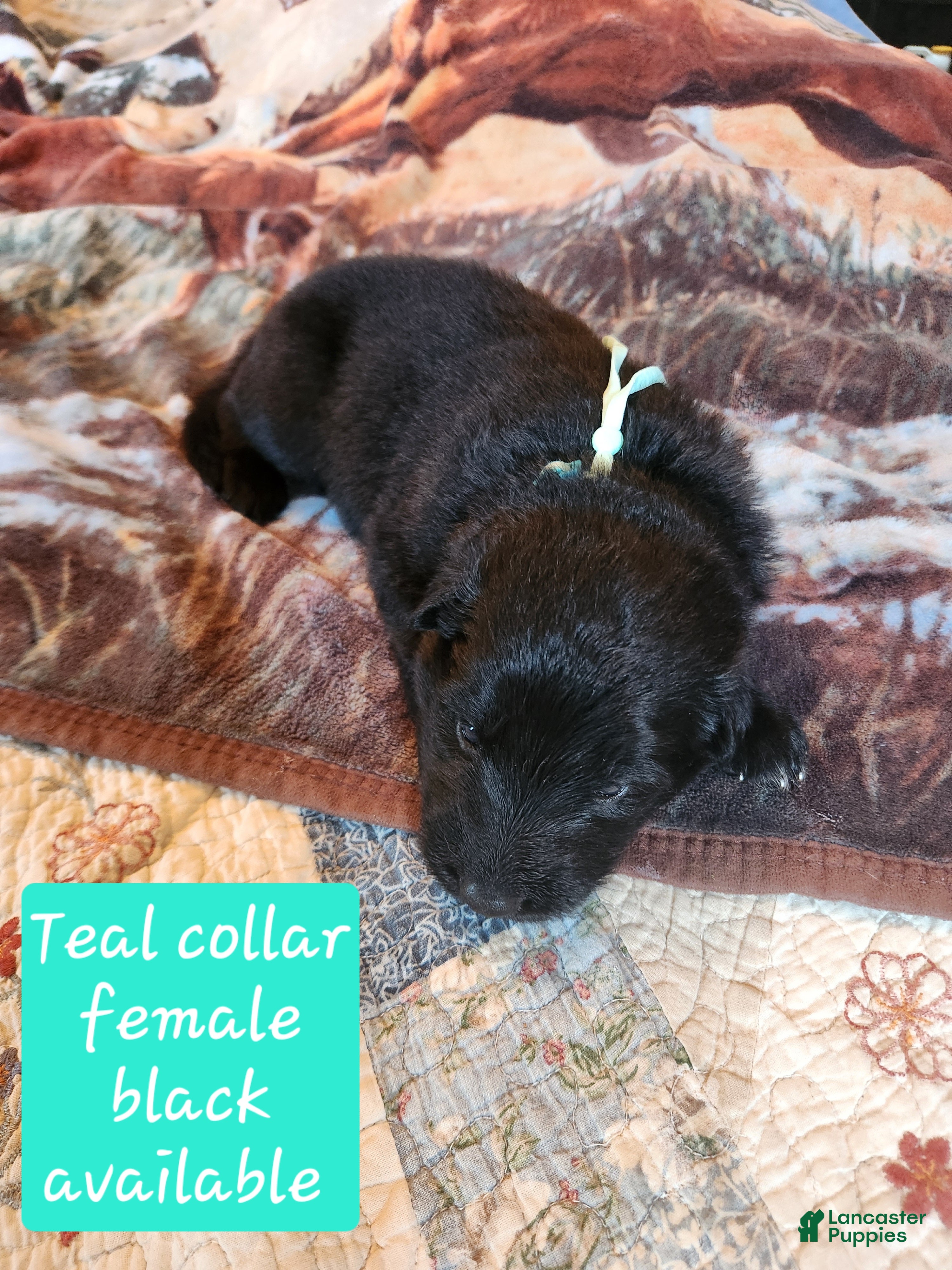 German Shepherd dogs Teal collar - Ad 2