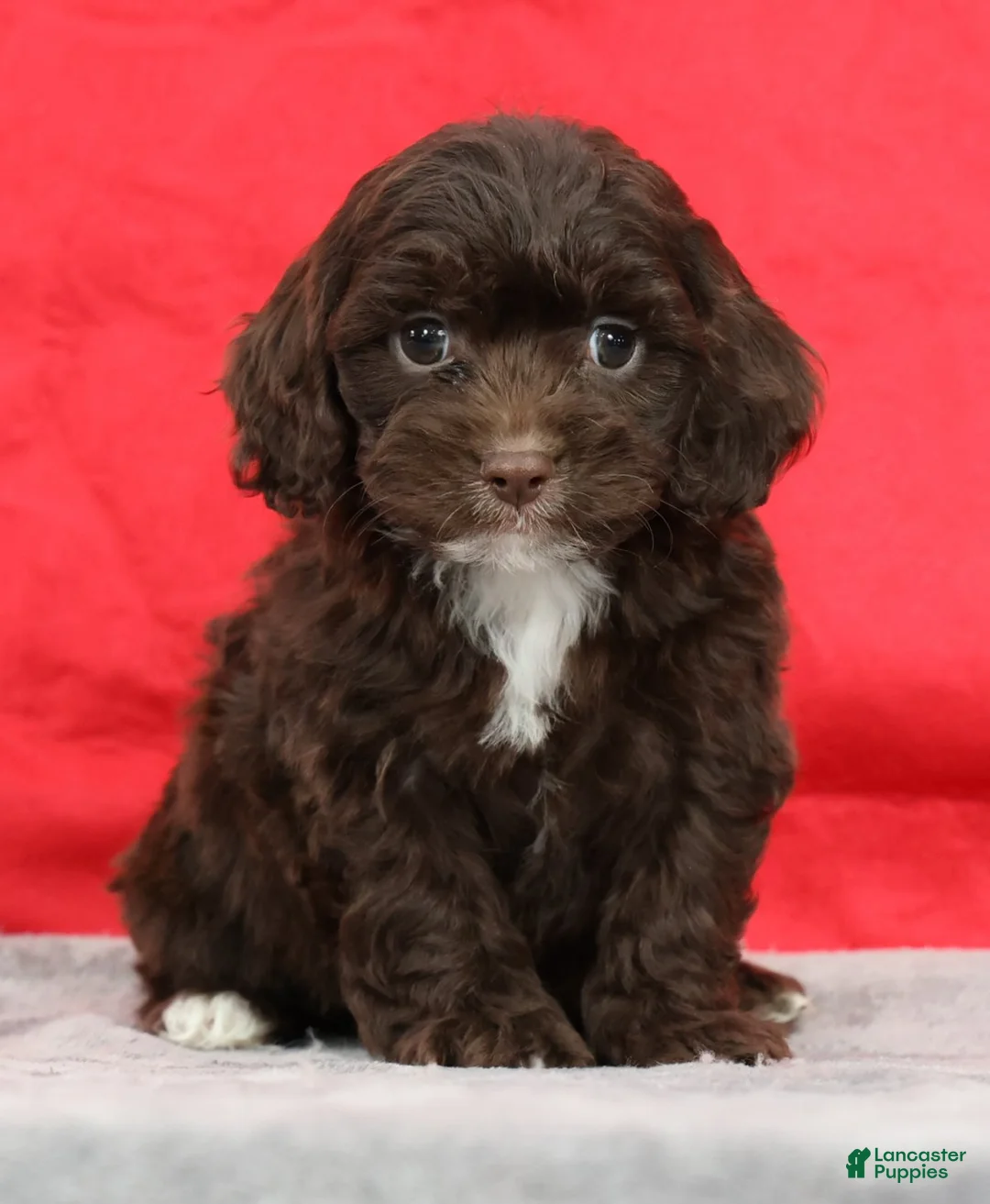Cavapoo dogs for sale: Chip - Ad 1