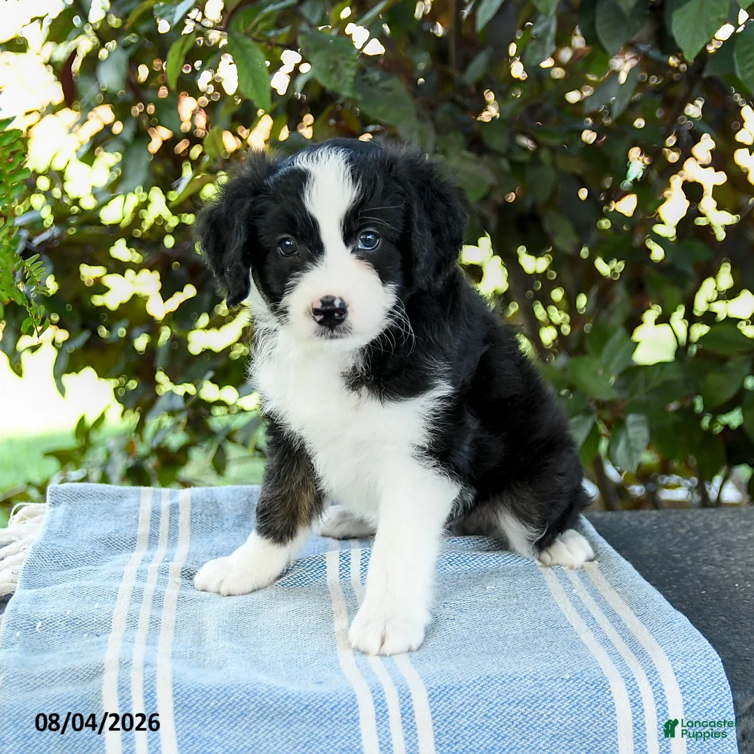 Aussiedoodle dogs for sale: Mocha - Ad 2