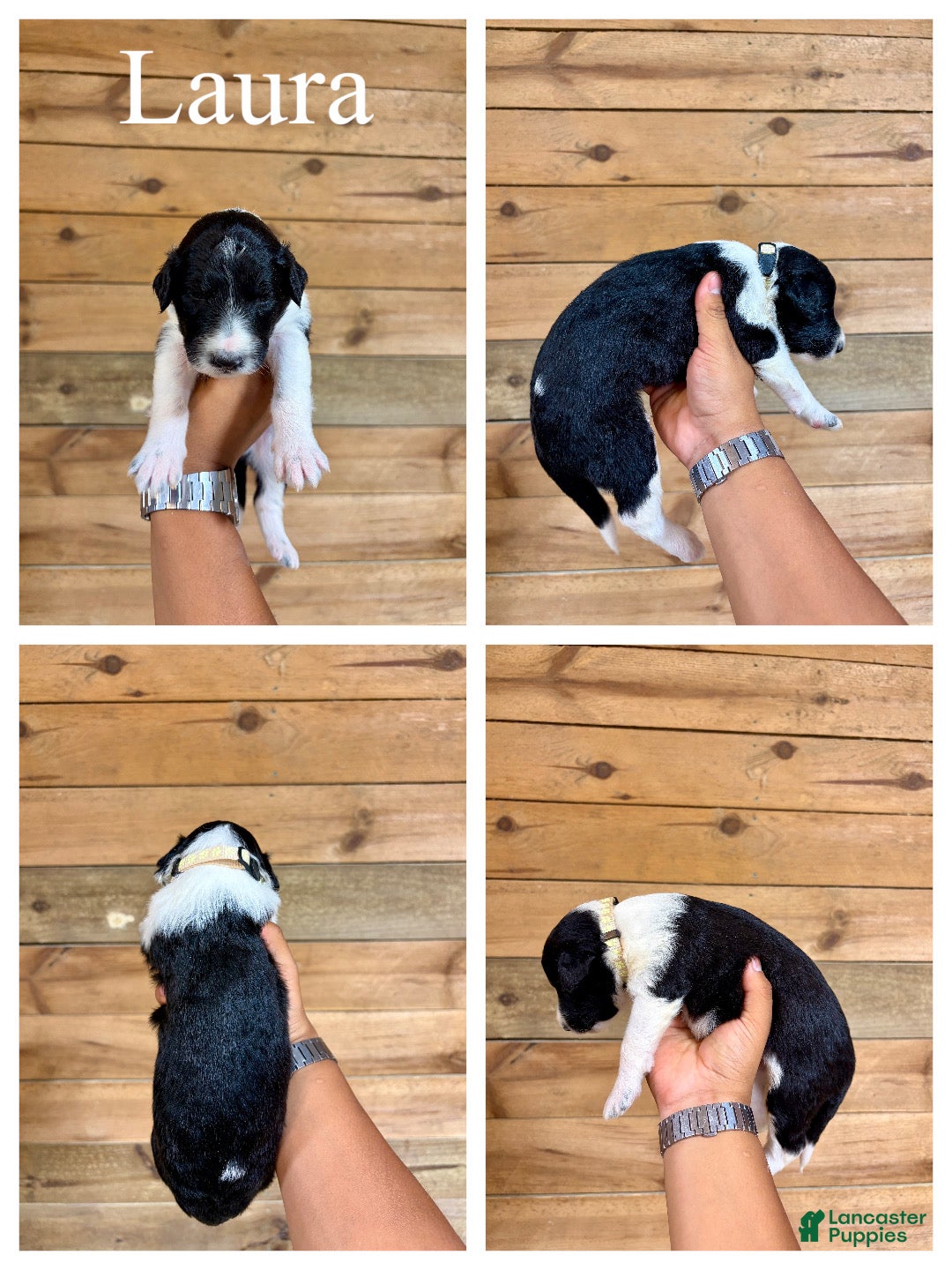 Mixed Breed dogs Laura - Ad 2
