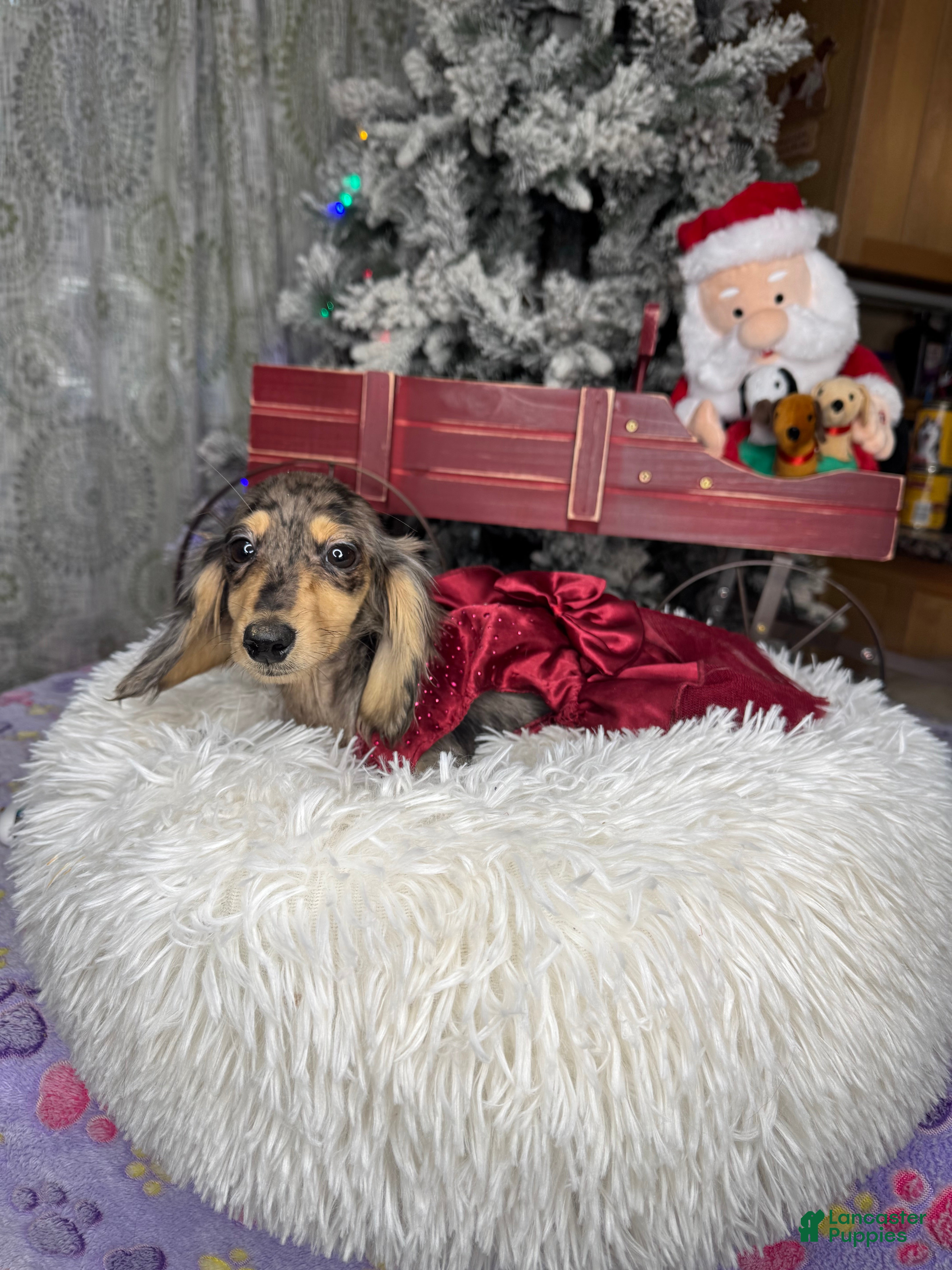 Miniature Dachshund dogs Rus Dapple girl - Ad 37