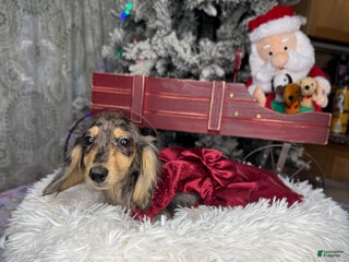 Miniature Dachshund dogs Rus Dapple girl - Ad 37