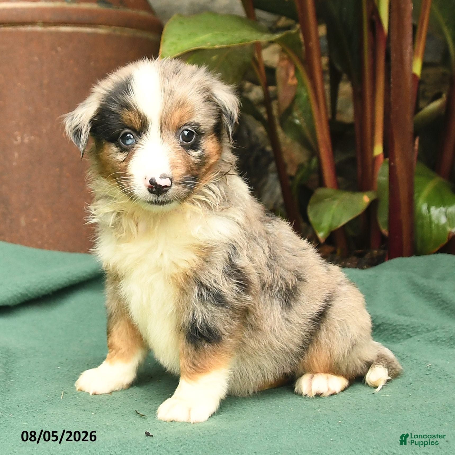 Miniature Australian Shepherd dogs Rascal - Ad 2