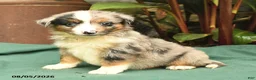 Miniature Australian Shepherd dogs for sale: Rascal - Ad 2