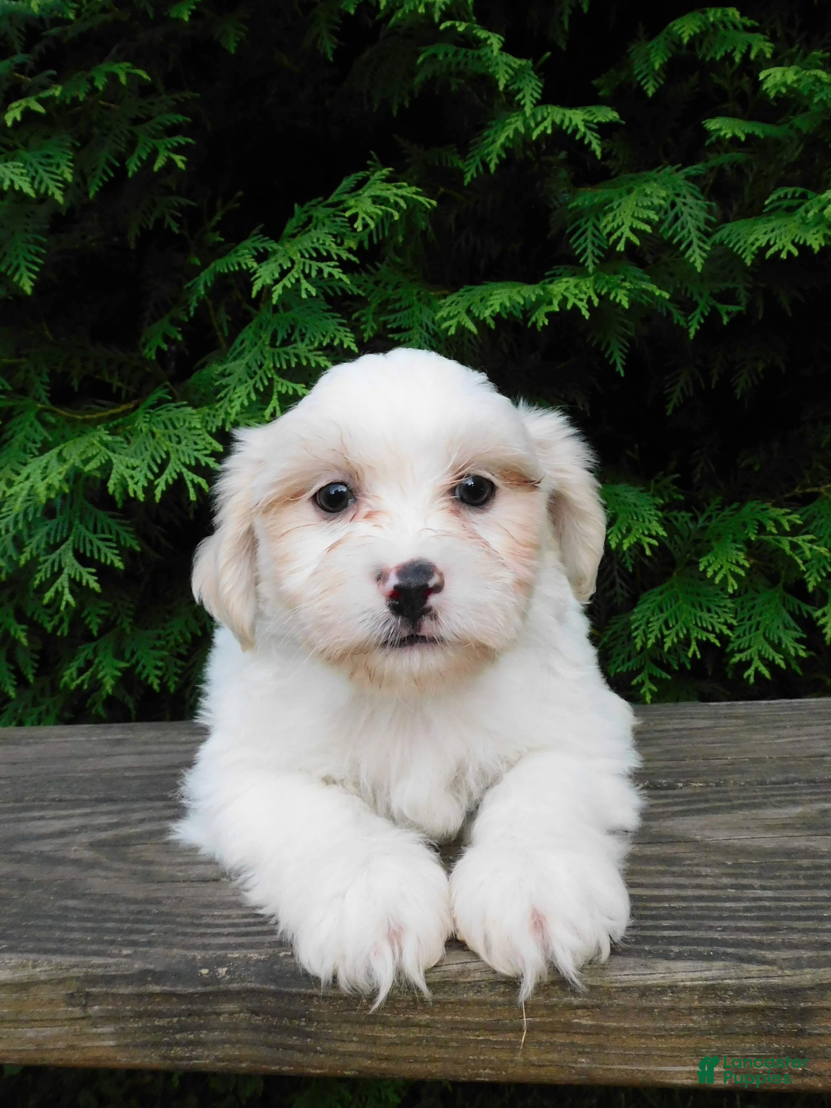 Teddy Bear dogs Weston - Ad 1