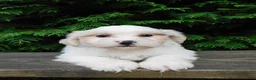Teddy Bear dogs for sale: Weston - Ad 1