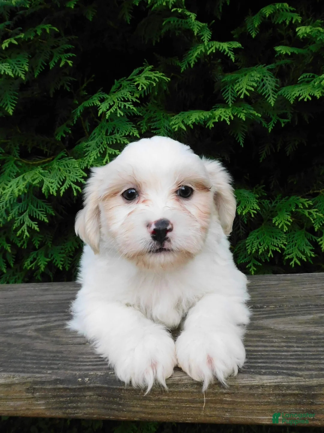 Teddy Bear dogs for sale: Weston - Ad 1