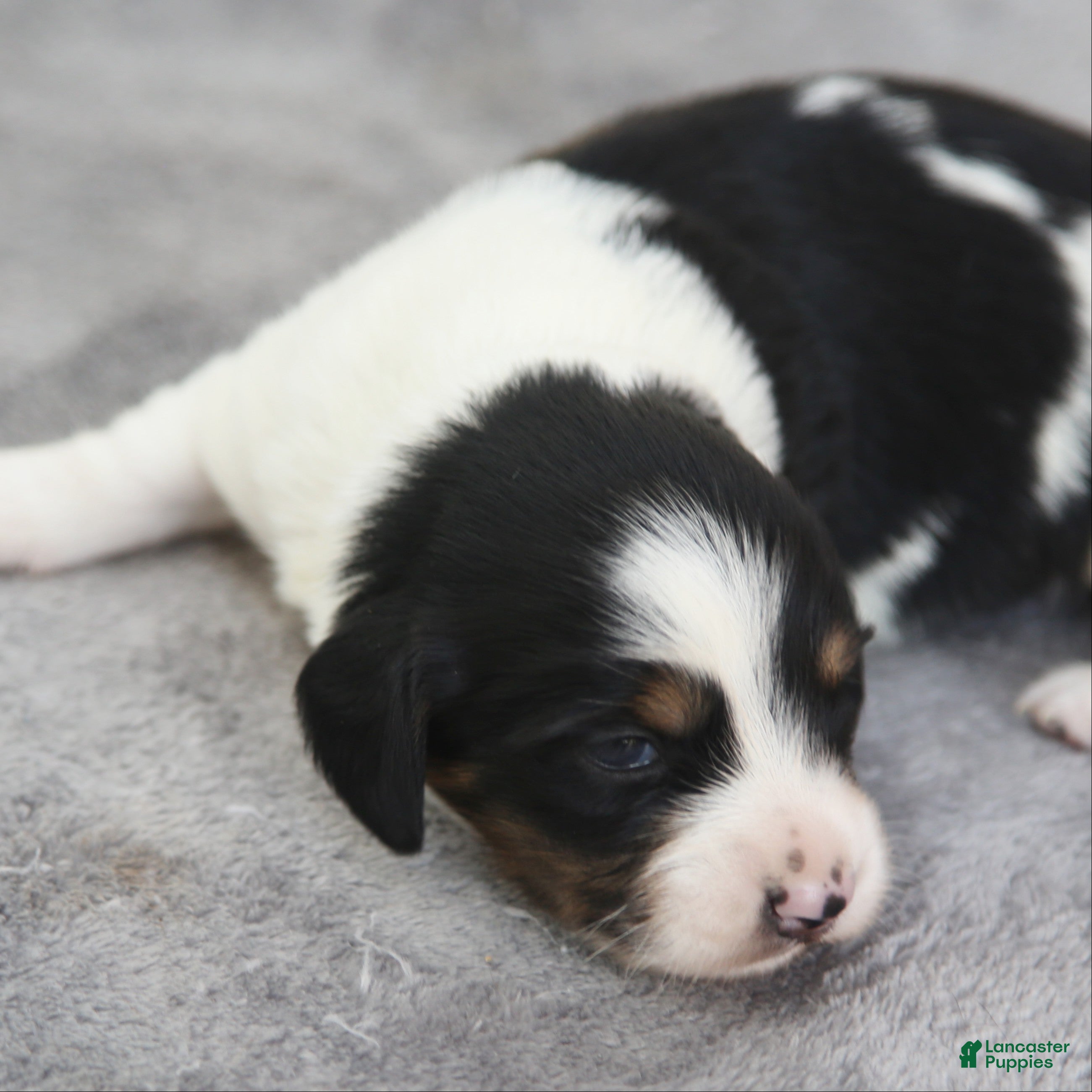 Dachshund dogs Black and Tan Brindle Piebald Male  - Ad 1